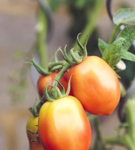 tomate en rama