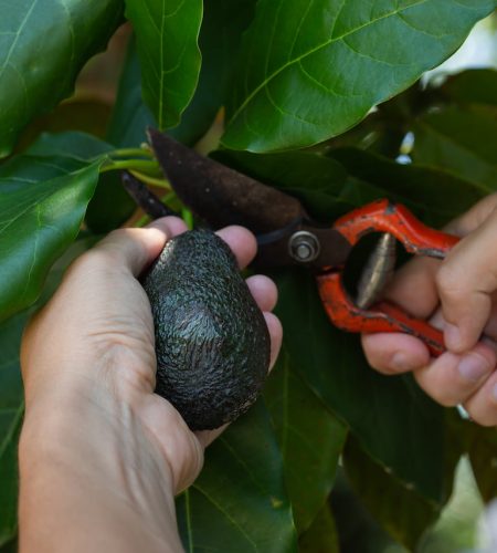 aguacate en rama cortado por agricultor